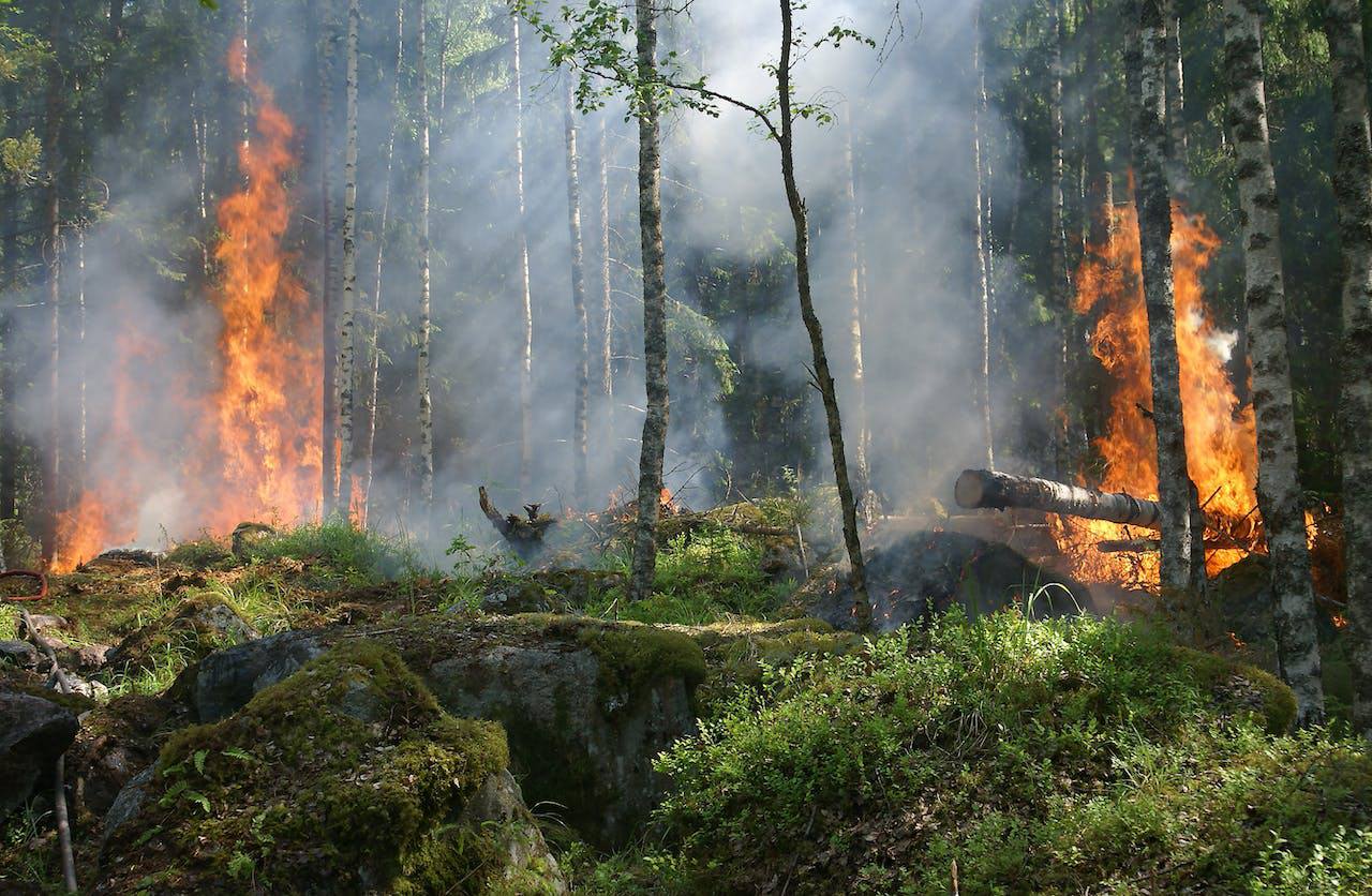 Incendio forestal