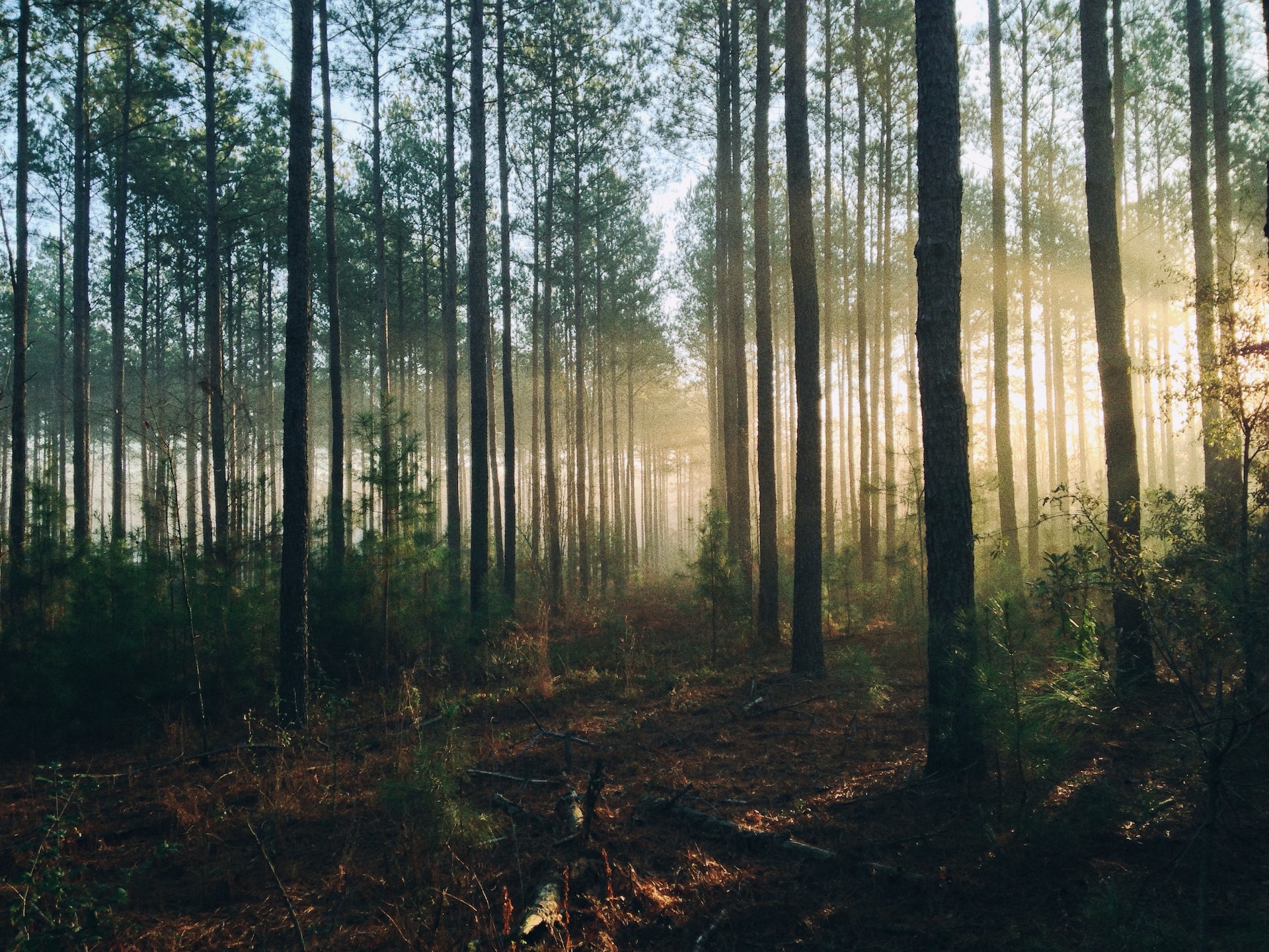 Un bosque limpio